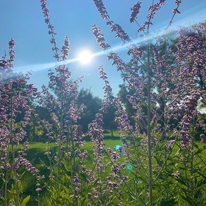 Meet your Posher, Lex